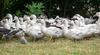 Influenza aviaire : la situation sanitaire s’améliore et permet d’abaisser le niveau de risque