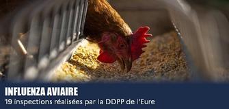 Influenza aviaire : 19 inspections réalisées par la DDPP de l’Eure