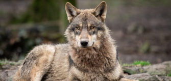 Le loup est de retour : un comité de suivi pour surveiller sa progression dans l’Eure